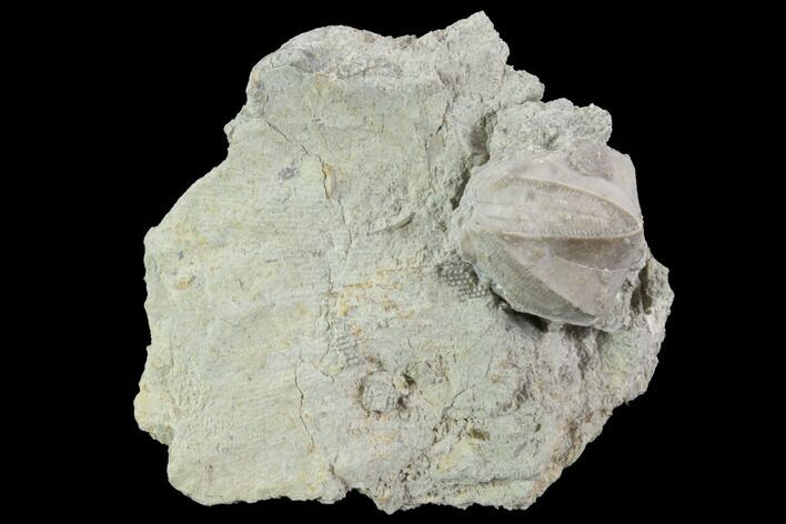 Blastoid (Pentremites) Fossil - Illinois #92215